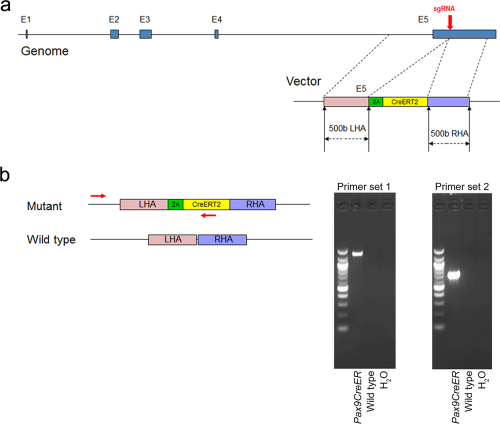 New publication: Generation and characterization of tamoxifen-inducible Pax9-CreER knock-in mice using CrispR/Cas9