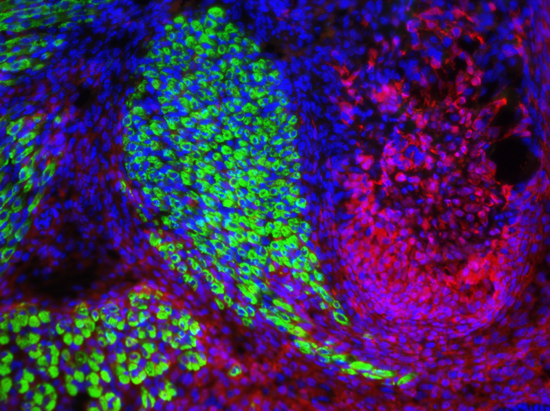 Immunofluorescence image of mouse tissue